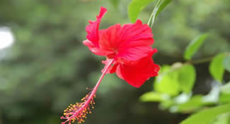 bloem
